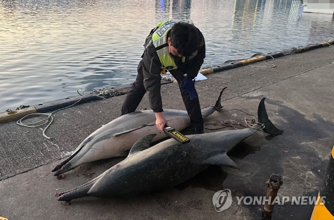참돌고래