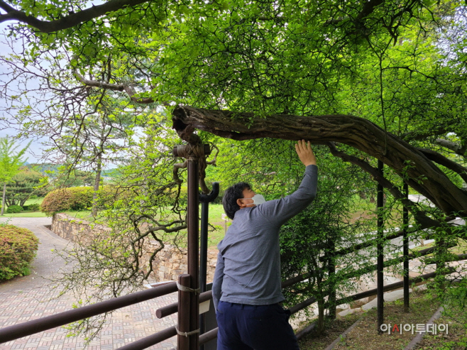 녹지과-나무 의사가 성남지역 내 수목 상태 진단 중이다