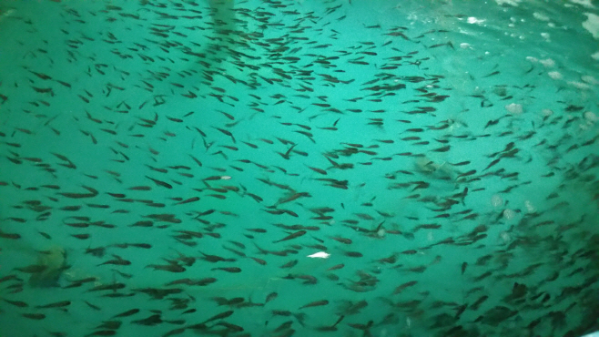 전남도