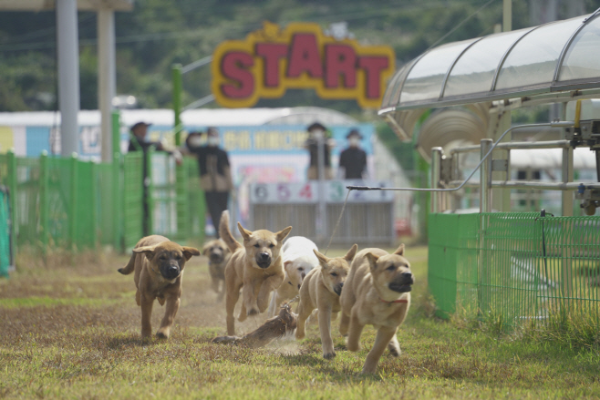 진도개
