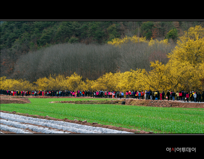 1.의성_산수유축제-1_(1)