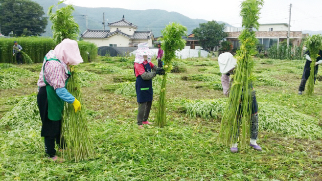 안동이 바이오 헴프 산업 대마(삼) 수확)