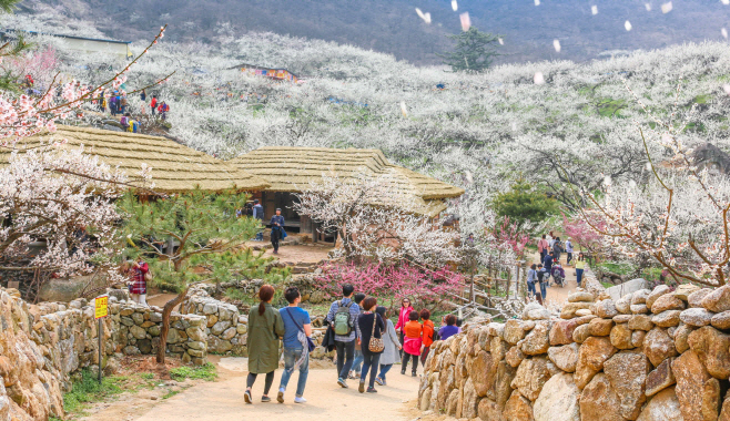 매화마을1