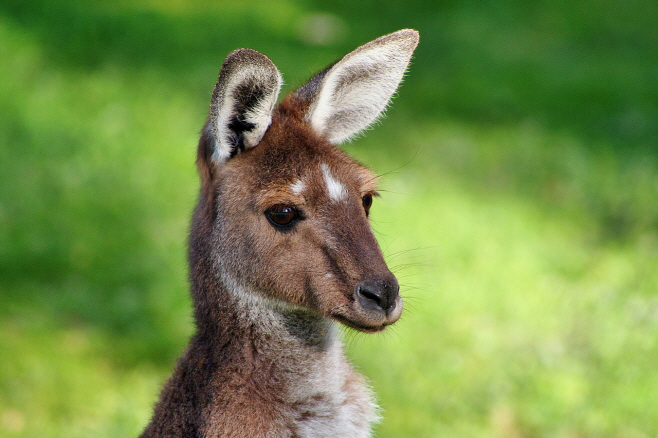 Cute_Kangaroo_(Unsplash)