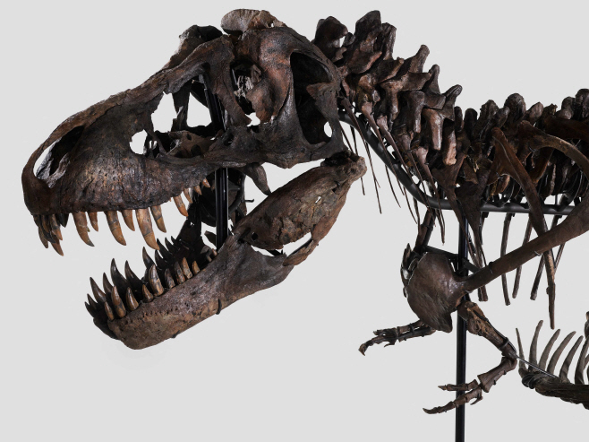 SWITZERLAND-PALAEONTOLOGY-AUCTION-TREX