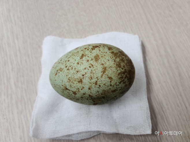 우포따오기 따뜻한 봄바람과 함께 첫 산란1