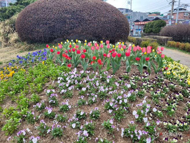 (1)남동구, 봄맞이 꽃길 조성(1)