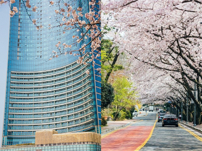 시그니엘 부산과 달맞이길 벚꽃 명소