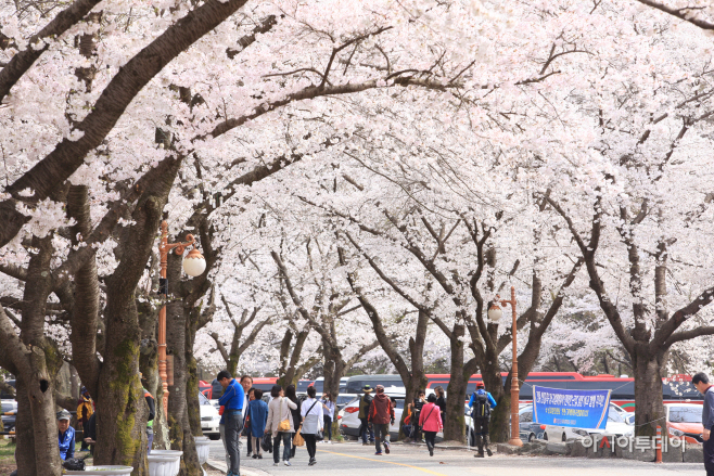 03-29 전국에서 가장 늦게 피는 진안 마이산 벚꽃