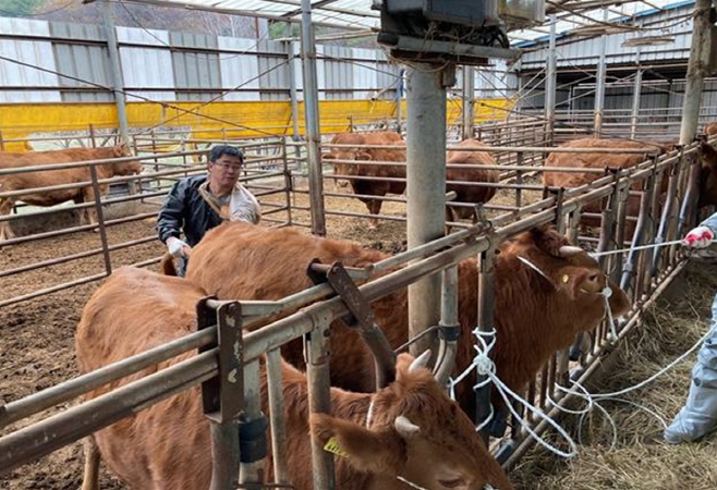 구제역 예방백신 일제접종