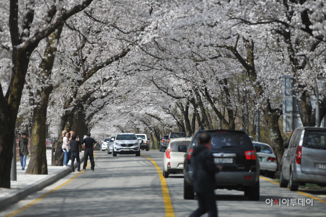 속초시 벚꽃길 특별교통지도 추진