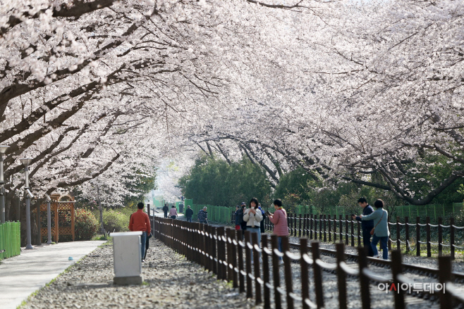 경화역벚꽃