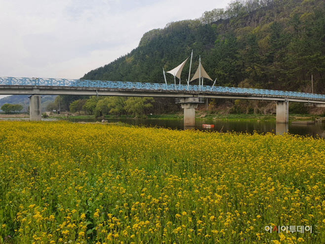 청도천변 노란 유채꽃 활짝 펴