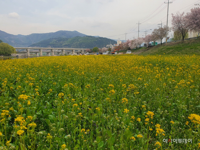 청도천변 노란 유채꽃 활짝 펴_