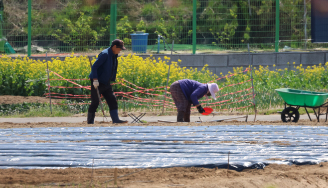 휴일도 바쁜 농사일<YONHAP NO-2053>