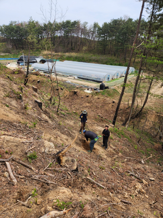 울진군 600ha 조림 사업 추진, 사림 녹화 본격적으로 시작1