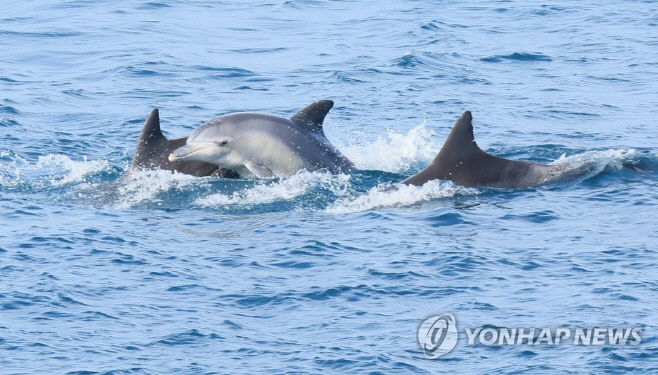 남방큰돌고래