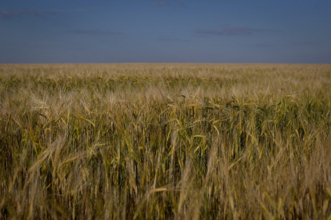 RUSSIA-AGRICULTURE-WHEAT <YONHAP NO-1343> (AFP)