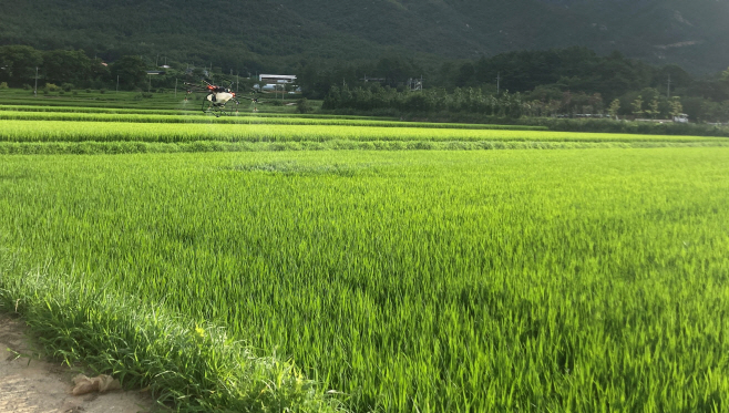 전남도