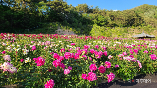 6.작약꽃_포장