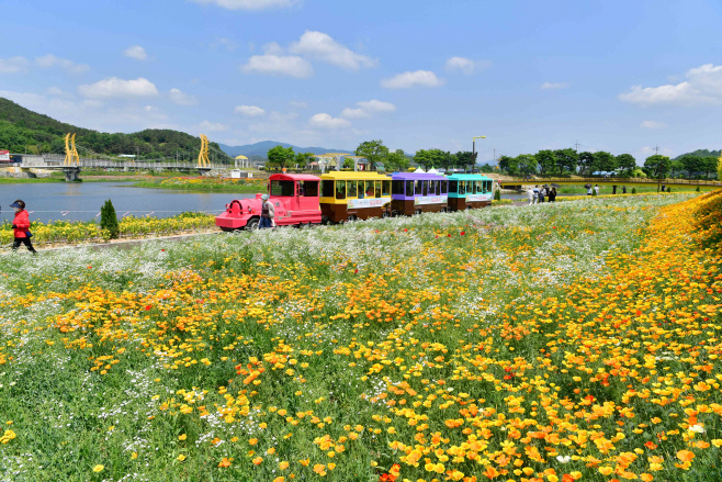 지난해 가을꽃축제 현장 (1)