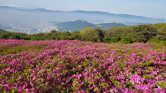 5.22(제19회 신어산 철쭉축제 성황리 마무리)사진2