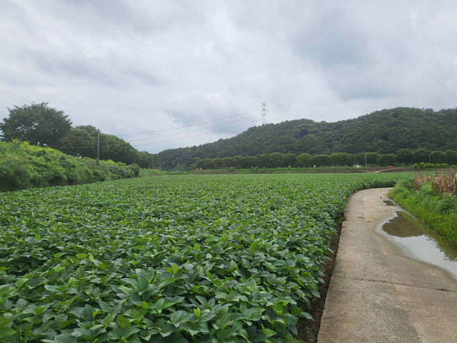 전남도