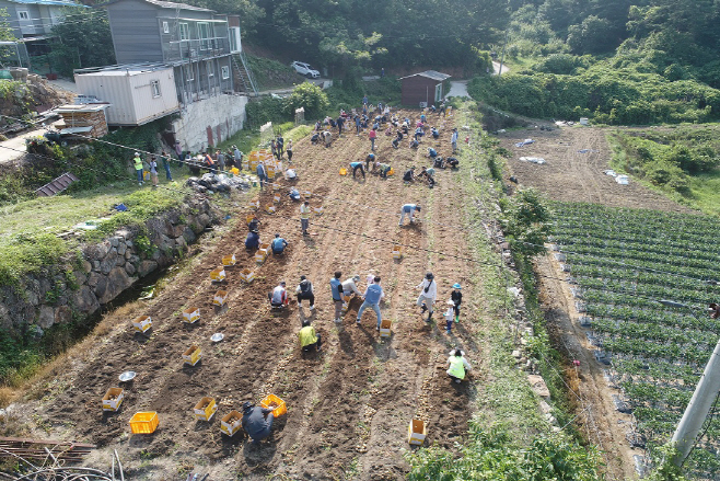 농가 일손돕기 및 농산물 구매행사 (2)