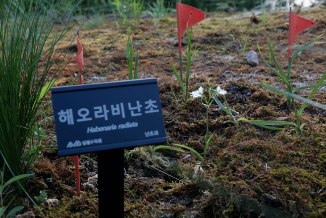 해오라비난초