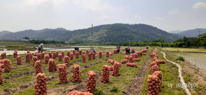 아진산업마늘·양파수확 일손 돕기 구슬땀_