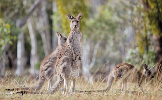 Eastern_Grey_kangaroo