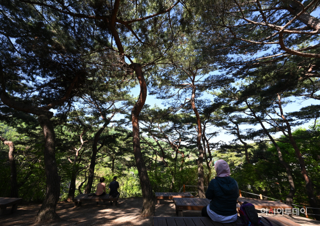 남산 소나무 힐링숲2