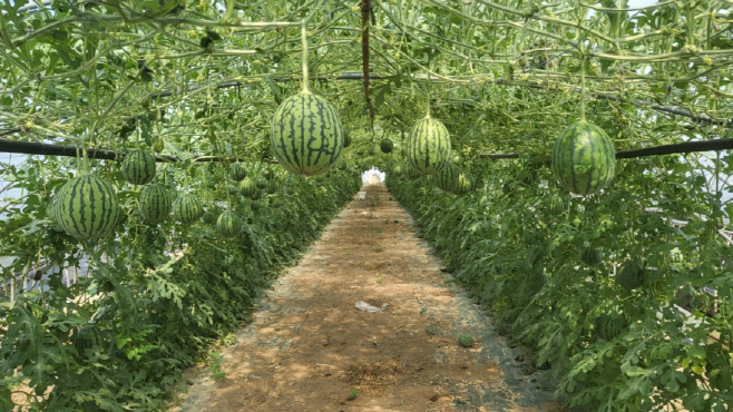 230626 포항 제철 이색 과일 애플수박 26일부터 본격 출하