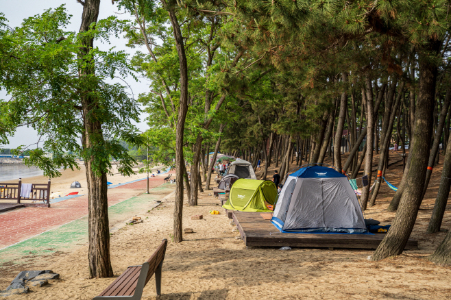보령시 남포면, 용두해변 솔밭에서 펼쳐지는 문화의 장
