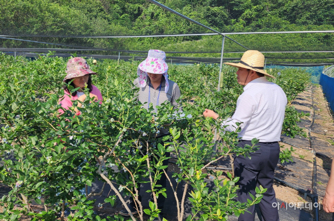 순창 0710 - 재해보험 신규 품목 선정 블루베리 수확 체험(2)