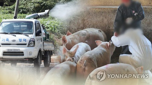 돼지열병 연합사진