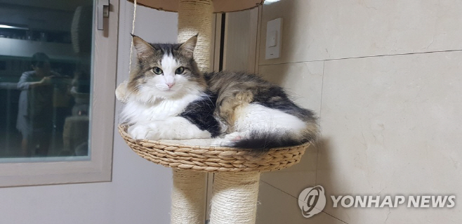 고양이 연합사진