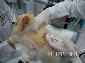 내장형 마이크로칩 시술 장면