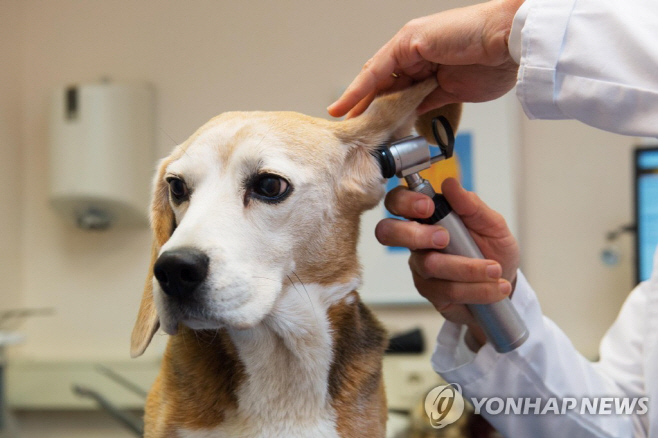 반료동물 연합사진