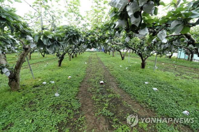 과수원 연합사진