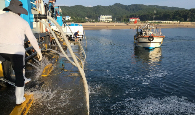 태안군, 대하·꽃게종자 2766만 마리 방류