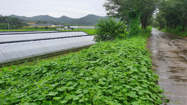 3. (참고사진) 가시박