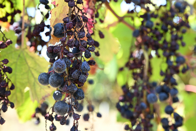 FRANCE BORDEAUX WINE