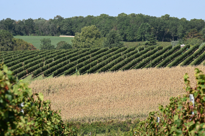 FRANCE BORDEAUX WINE