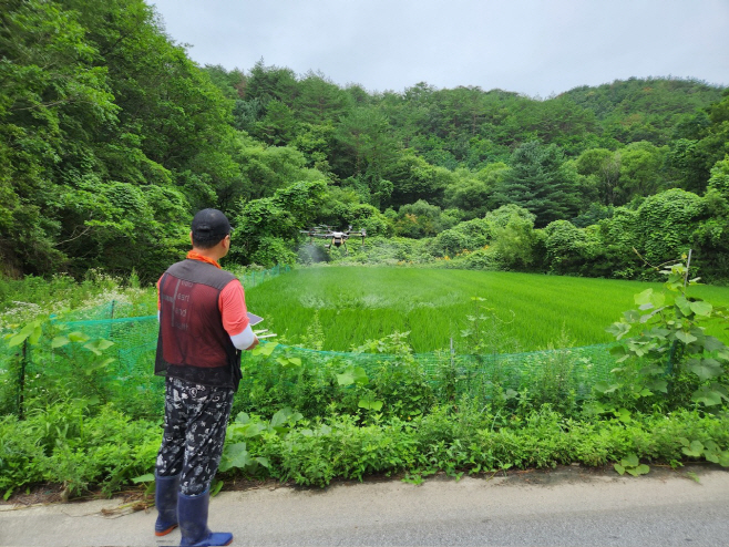 사진2. 북면 농업인을 위한 공동방제 시행 사진