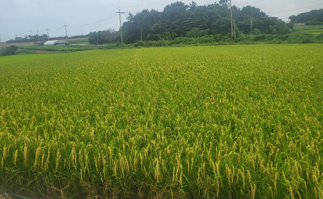 전남도