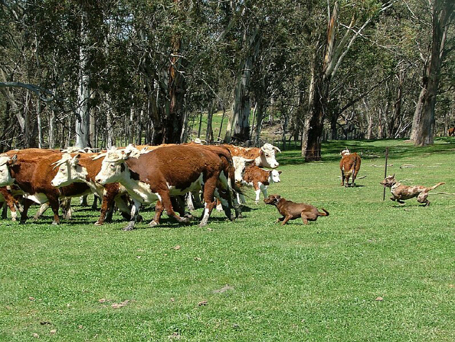 Koolies_on_cattle