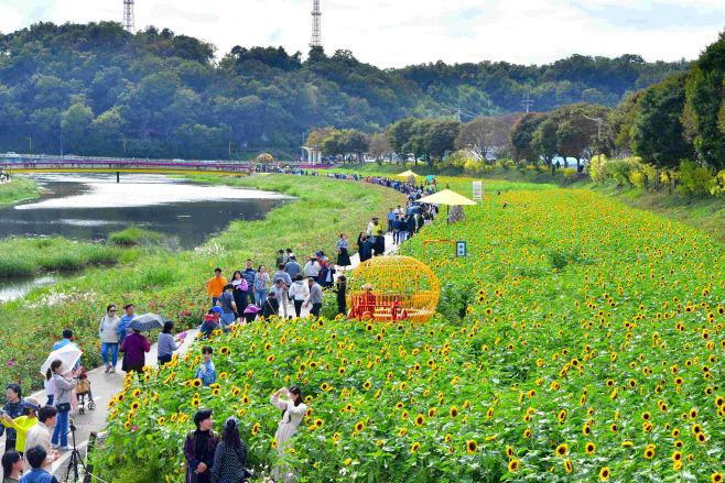 황룡강 해바라기정원