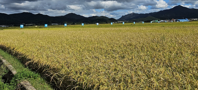 전남도