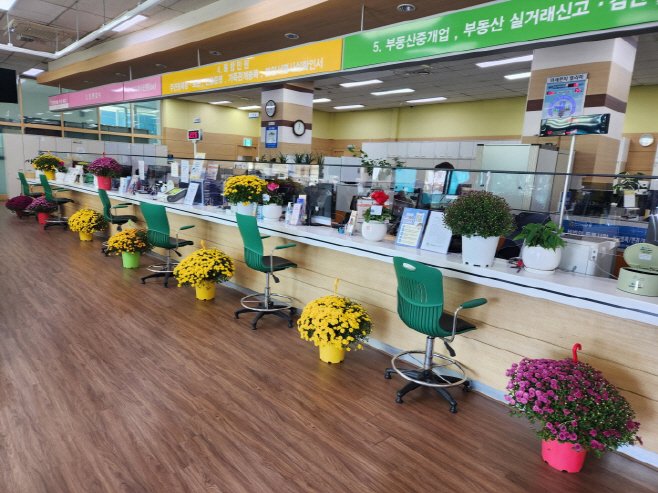 안성시, 국화 향기 가득한 가을 분위기